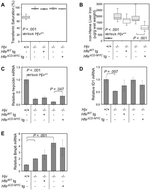 Figure 7. Loss of Hjv prevents expression of the Hfe-transgenic phenotype. Box plots depicting (A) serum transferrin saturation (%), and (B) non-heme liver iron (μg/g wet weight) in WT or Hjv−/− animals expressing either a full-length (HfeWT) or HfeΔCD−MYC tg. WT (n = 5), Hjv−/− (n = 8), Hjv−/− HfeWT transgene (n = 6), Hjv−/− (n = 9), Hjv−/− HfeΔCD−MYC tg (n = 8) are shown. Liver hepcidin (Hamp; C), Id1 (D), and Bmp6 (E) mRNA was analyzed and results were depicted as in Figure 2.