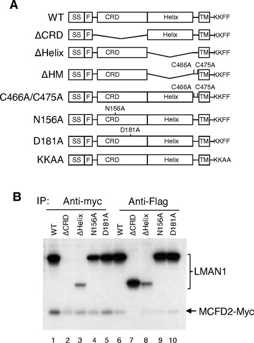 Figure 1. The CRD domain of LMAN1 is responsible for MCFD2 binding in vivo. (A) Diagram of LMAN1 mutants used in the experiments. SS, signal peptide; F, Flag; TM, transmembrane. KKFF represents the last 4 amino acids of wild-type LMAN1 important for ER exit and retrieval, while KKAA represents mutations of the last 2 amino acids. (B) Co-IP of LMAN1 mutants with MCFD2. COS1 cells were cotransfected with Flag-tagged LMAN1 mutants and myc-tagged wild-type MCFD2. Cell lysates were immunoprecipitated with anti-myc for MCFD2 and anti-Flag for LMAN1.