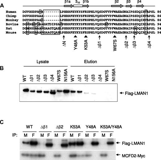 Figure 2. The first β-sheet of the CRD is the binding motif for MCFD2. (A) Alignment of the first 56 amino acids of the mature human LMAN1 with the orthologs from chimp, monkey, bovine, rat, and mouse. Amino acid residues that differ from the consensus are boxed. The secondary structures are indicated on top of the sequences. The locations of deletions (arrows) and point mutations (arrow heads) used in the study are denoted under the sequences. (B) Mannose binding activities of different LMAN1 mutants. COS1 cells were transfected with the wild-type and the indicated LMAN1 mutants. LMAN1 proteins that are in the cell lysate and that are eluted from the mannose agarose beads are detected by Western blot analysis. Lysate lanes represent 20% of the input added to the mannose beads. (C) Co-IP of LMAN1 mutants with MCFD2. COS1 cells were cotransfected with Flag-tagged LMAN1 mutants and myc-tagged wild-type MCFD2. Cell lysates were immunoprecipitated with anti-myc for MCFD2 and anti-Flag for LMAN1.