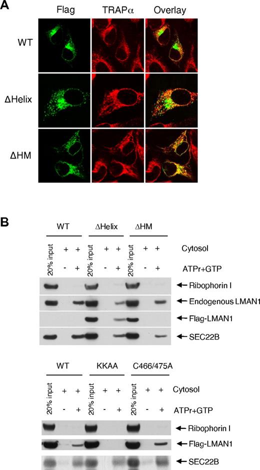 Figure 4. LMAN1 monomer is defective in ER exit. (A) Immunofluorescence staining of the wild-type LMAN1 (WT), ΔHelix, and ΔHM mutants. LMAN1 proteins were detected with a monoclonal anti-Flag antibody. TRAP-α was used as an ER marker. (B) ER exit of wild-type LMAN1, ΔHelix, ΔHM, KKAA, and C466A/C475A mutants. HeLa cells were transfected with the indicated LMAN1 constructs. Membrane from transfected cells were incubated with rat liver cytosol. COPII vesicles were isolated and analyzed for the presence of a resident ER protein, ribophorin I, the endogenous LMAN1, the transfected LMAN1 mutants, and a control cargo protein, SEC22B.