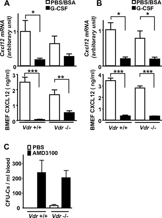 Figure 3. Impaired mobilization despite decreased CXCL12 in Vdr−/− BM. Cxcl12 mRNA in BM and CXCL12 in BM extracellular fluid (BMEF) was drastically decreased, despite highly impaired mobilization in Vdr−/−. (A) mRNA (n = 5-6) and protein (n = 6-9) in mice fed with a normal diet. (B) mRNA (n = 4-5) and protein (n = 4-5) in mice fed with a high-calcium diet. (C) AMD3100-induced mobilization in Vdr−/−. CFU-Cs in mice fed with a normal diet (PBS: n = 3-5; AMD3100: n = 6). *P < .05; **P < .01; ***P < .001.