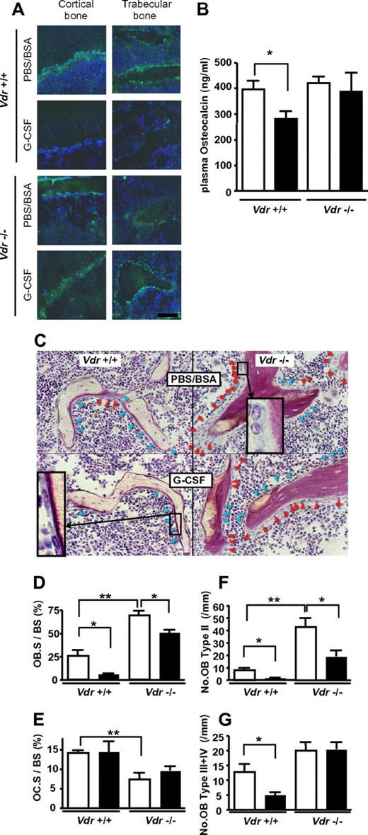 Figure 4. VDR is necessary for G-CSF–induced suppression of mature osteoblasts. (A) Immunofluorescence staining of osteocalcin. Green: osteocalcin; blue: DAPI. Representative pictures from 2 different sets of experiments are shown. (B) Plasma osteocalcin levels in WT and Vdr−/− were determined by ELISA. n = 5-6. Open bar: PBS/BSA–treated; closed bar: G-CSF–treated. (C) Villanueva stain of trabecular bone of 7-week-old WT and Vdr−/− treated with PBS/BSA or G-CSF. Inset in top right quadrant: typical type II (classical cuboidal or columnar with adjacent nuclear clear zone) osteoblast; bottom left quadrant: typical type IV (lining transitional cytoplasm—extremely thin, undulating line) osteoblast. Red arrowhead: type II osteoblasts; blue arrowhead: type III + IV osteoblasts. (D-G) Histomorphometric indices (n = 4). Osteoblast surface per bone surface (OB.S/BS; D), osteoclast surface per bone surface (OC.S/BS; E), number of type II osteoblasts per mm bone surface (F), and number of type III + IV osteoblast per mm bone surface (G). Open bar: PBS/BSA–treated; closed bar: G-CSF–treated. *P < .05; **P < .01; ***P < .001.