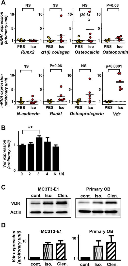 Figure 5. Induction of Vdr expression in BM and osteoblasts by β-AR stimulation. (A) BM was harvested from 7-week-old wild-type C57BL/6 mice 2 hours after PBS or isoprenaline administration (100 mg/kg, intraperitoneal), and expression levels were determined by real-time RT-PCR. Data were normalized to the expression level of β-actin. n = 6. NS, not significant. (B) BM was harvested from 7-week-old wild-type C57BL/6 mice at indicated times after the administration of single dose G-CSF (125 μg/kg, subcutaneously), and Vdr expression was determined by real-time RT-PCR. Data were normalized to β-actin expression. n = 5, 3, 4, 3, and 2 at 0, 2, 3, 4, and 6 hours, respectively. ** P < .01. (C-D) Differentiated MC3T3-E1 and primary carvarial osteoblasts were treated with 100μM pan-β adrenergic receptor agonist, isoprenaline (Iso), or β2-specific agonist, clenbuterol (Clen) for 2 hours, then harvested and processed for immunoblot analysis (C; a representative of 3 independent experiments is shown) and real-time PCR (D; n = 3).