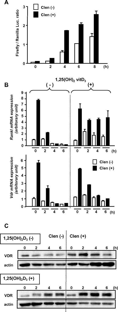 Figure 6. Functional up-regulation of VDR induced by β2-AR stimulation. (A) Luciferase reporter gene assay. MC3T3-E1 cells transfected with promoter-reporter plasmid containing VDRE (firefly luciferase) and Renilla luciferase plasmid DNAs were treated with or without clenbuterol for 2 hours and then washed and cultured in the presence of 1,25(OH)2D3 for indicated periods. Each bar shows mean value with error bar of duplicate data. A representative result from 3 independent experiments is shown. (B) Induction of Rankl and Vdr expression. MC3T3-E1 cells were pretreated with clenbuterol for 2 hours and further incubated in the presence or absence of 1,25(OH)2D3 for indicated periods. The expression levels were determined by real-time RT-PCR. Data were normalized to β-actin expression. Each bar shows mean value with error bar of duplicate data. A representative result from 2 independent experiments is shown. (C) Induction and stabilization of VDR by 1,25(OH)2D3. MC3T3-E1 cells were pretreated with clenbuterol for 2 hours and then stimulated by 1,25(OH)2D3 for indicated periods. VDR was detected by immunoblot analysis. A representative result from 3 independent experiments is shown.
