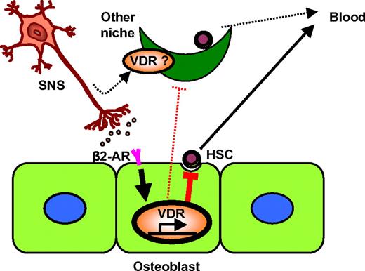 Figure 7. Model for the role of VDR in neuronal regulation of hematopoietic stem-cell niche. VDR was up-regulated in osteoblasts by SNS-mediated β2-AR signaling, which was required for the direct suppression of the osteoblastic niche (solid lines), and may also play a role in other niches in the BM parenchyma (dotted lines).