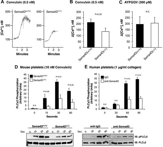 Figure 1. The Ca2+ response and phosphorylation of PLCγ2 after convulxin stimulation is decreased in Sema4D(−/−) platelets. (A) Platelets from matched Sema4D(+/+) and Sema4D(−/−) mice were loaded with Fura-2 and then stimulated with 0.5nM convulxin (CVX). (B) Summary data (mean ± SEM) from 6 studies with CVX. (C) Summary data from platelets stimulated with the PAR4 agonist peptide, AYPGQV (300μM, mean ± SEM, N = 6). N.S. = not significant. (D) Platelets from matched Sema4D(+/+) and Sema4D(−/−) mice were stimulated with 10nM CVX. Phosphorylation of PLCγ2 was measured at the times indicated. A representative immunoblot is shown and the results of 5 experiments are summarized (mean ± SEM). (E) Human platelets preincubated for 15 minutes with either a Sema4D blocking antibody (10 μg/mL) or an immunoglobulin control (10 μg/mL) were stimulated with 1 μg/mL collagen (mean ± SEM, N = 3). N.S. = not significant.