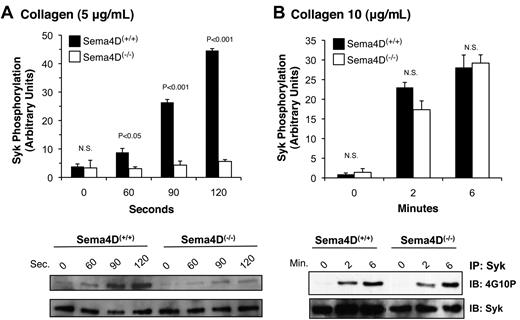 Figure 2. Decreased Syk phosphorylation in Sema4D(−/−) platelets. Platelets from matched Sema4D(+/+) and Sema4D(−/−) mice were stimulated with either (A) 5 μg/mL or (B) 10 μg/mL collagen. Lysates were prepared and immunoprecipitated with anti-Syk followed by immunoblotting with the anti-phosphotyrosine antibody, 4G10P (mean ± SEM, N = 3). N.S. = not significant.