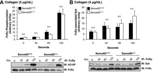 Figure 3. FcRγ phosphorylation and the formation of the FcRγ/Syk complex proceed normally in the absence of Sema4D. Platelets from Sema4D(+/+) and Sema4D(−/−) mice were stimulated with collagen (5 μg/mL). (A) Lysates were immunoprecipitated with anti-FcRγ, followed by immunoblotting with the anti-phosphotyrosine antibody, 4G10P (mean ± SEM, N = 3). (B) Lysates were immunoprecipitated with anti-FcRγ followed by immunoblotting with anti-Syk (mean ± SEM, N = 6). N.S. = not significant.