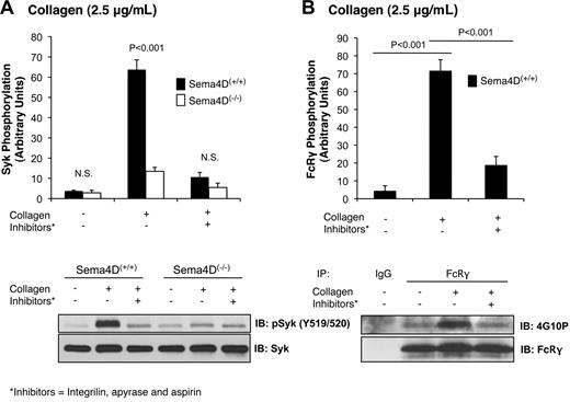 Figure 4. Phosphorylation of Syk and FcRγ is diminished when platelet-platelet contacts are prevented. Platelets from Sema4D(−/−) and matched Sema4D(+/+) mice were incubated with Integrilin (10μM) plus aspirin (1mM) and apyrase (2 U/mL) for 30 minutes followed by collagen (2.5 μg/mL) for 2 minutes. (A) Immunoblot with anti-pSyk Y519/520 is shown. (B) FcRγ phosphorylation in Sema4D(+/+) platelets was detected by immunoprecipitating with anti-FcRγ followed by immunoblotting with anti-phosphotyrosine antibody, 4G10P. In both panels A and B, a representative experiment is shown and the results of 3 experiments are summarized (mean ± SEM). N.S. = not significant.