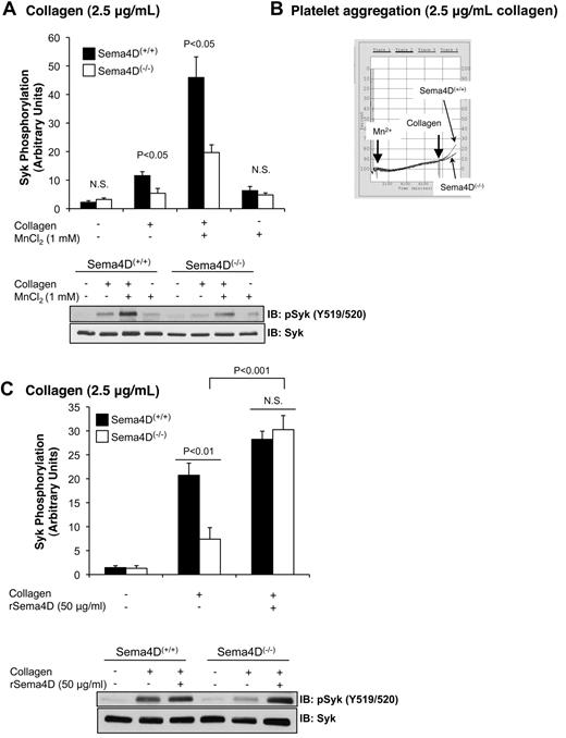 Figure 5. Promoting integrin engagement and Sema4D-mediated interactions increased Syk activation platelets. Washed platelets from Sema4D(+/+) and Sema4D(−/−) mice were supplemented with fibrinogen (150 μg/mL) and CaCl2 (1mM). Where indicated, MnCl2 (1mM) was added and the platelets were stirred for 7 minutes followed by a 2-minute incubation with or without collagen (2.5 μg/mL). (A) A representative immunoblot with anti-pSyk Y519/520 is shown, and the results of 4 experiments are summarized (mean ± SEM). (B) Representative aggregation traces for Mn2+-treated samples are shown. N.S. = not significant. (C) Washed platelets from Sema4D(+/+) and Sema4D(−/−) mice were incubated with 50 μg/mL rSema4D (recombinant Sema4D exodomain) for 10 minutes followed by collagen (2.5 μg/mL) for 2 minutes. A representative immunoblot with anti-pSyk Y519/520 is shown and results of 3 experiments are summarized (mean ± SEM). N.S. = not significant.