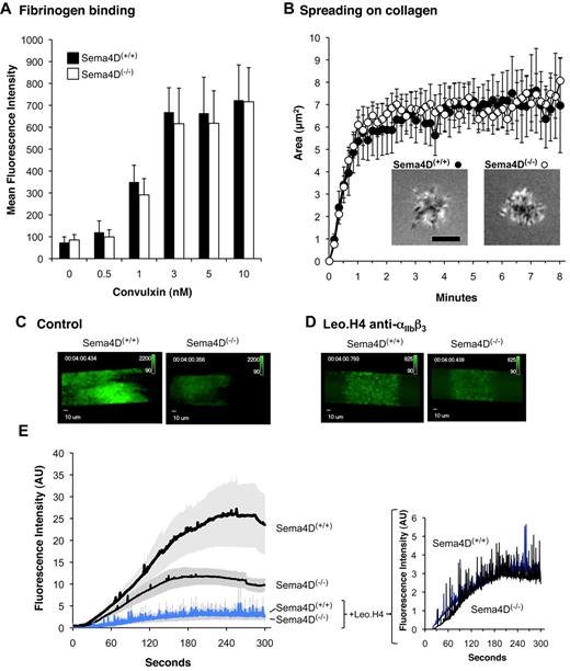 Figure 6. Fibrinogen binding, spreading on collagen and the formation of an initial platelet monolayer on a collagen-coated surface under flow proceeds normally in Sema4D(−/−) platelets. (A) Fibrinogen binding. Platelets from Sema4D(+/+) and Sema4D(−/−) mice were incubated with Alexa Fluor 488–labeled fibrinogen (100 μg/mL) and convulxin (CVX). Fibrinogen binding was measured by flow cytometry (mean ± SEM, N = 4-8). (B) Spreading of individual platelets on collagen. Platelets from Sema4D(+/+) and Sema4D(−/−) mice were deposited on glass coverslips coated with acid soluble type I collagen (0.1 mg/mL). Platelet spreading was quantified by reflection interference contrast microscopy (RICM). Representative images are shown and the results of 3 experiments are summarized (mean ± SEM). Scale bar equals 3 μm. (C-E) Platelets in PPACK-treated whole blood obtained from Sema4D(−/−) and matched Sema4D(+/+) mice were labeled with Alexa Fluor 488–conjugated anti-CD41 (αIIb) and perfused through a microfluidic flow chamber at 800 second−1. Platelet accumulation was detected in real time. Where indicated, a second, anti-CD41 antibody (Leo.H4, unlabeled) was used to block αIIbβ3 and prevent platelet aggregates from forming. (C-D) Video captures after 4 minutes of platelet accumulation. Fluorescence intensities for Sema4D(+/+) and Sema4D(−/−) platelets have been adjusted equally for presentation. (E) Changes in fluorescence intensity over time as platelets accumulated on the collagen-coated surface (mean ± SEM, N = 4). See supplemental videos.