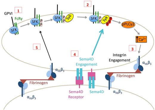 Figure 7. Proposed contact-dependent role of Sema4D in GPVI signaling. (1) Based on work by others, clustering of GPVI leads to Src family kinase (SFK)–mediated phosphorylation of FcRγ resulting in the recruitment and (2) subsequent phosphorylation of Syk. Subsequent signaling through phospholipase Cγ leads to integrin activation and (3) the formation of stable, integrin-dependent contacts between platelets. (4) The data presented here suggest that this allows Sema4D to engage in trans with its receptors, amplifying Syk activation. It also allows outside-in signaling by the integrin to promote Syk phosphorylation, in part by increasing FcRγ phosphorylation (5).