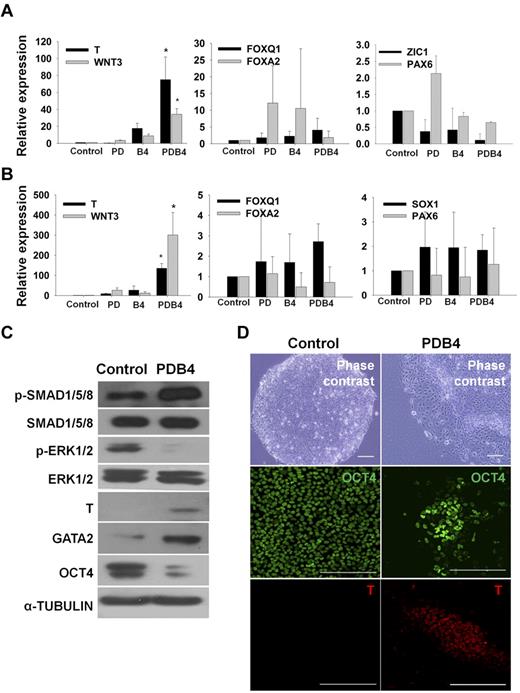 Figure 1. Enhanced expression of mesoderm marker genes in hESCs and hiPSCs by treating PD98059 and BMP4. (A) and (B) Relative expression levels of mesoderm (T and WNT3), endoderm (FOXA2 and FOXQ1), and ectoderm(ZIC1, SOX1, and PAX6) marker genes between experimental groups in hESCs and hiPSCs. The values are the mean ± SD of 3 independent experiments. A P value < .05 was considered to be statistically significant (*P < .05; n = 3). (C) Western blot analysis for phosphorylation of ERK1/2 and SMAD1/5/8 and expression of a stem cell marker (OCT4) and mesoderm markers (T, GATA2) in undifferentiated hESCs (control) and PDB4-treated hESCs. (D) Immunostaining for a stem cell marker (OCT4) and a mesoderm marker (T) in undifferentiated hESCs (control) and PDB4-treated hESCs. Scale bar is 200 μm. Abbreviations: Control, untreated hESCs; PD, PD98059; B4, BMP4; PDB4, hESCs treated with PD98059 and BMP4.