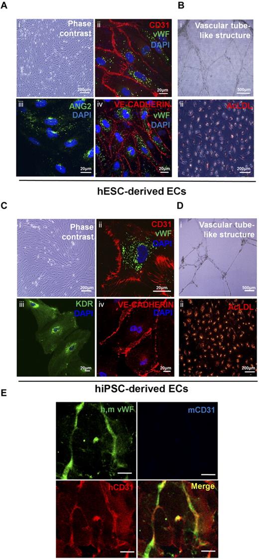 Figure 4. Endothelial cells from hESC-derived CD34+ progenitor cells are functional in vitro and in vivo. (A,C) Immunostaining for EC markers (CD31, VWF, KDR, ANG2, and VE-cadherin) in hESC- and hiPSC-derived ECs. hESC-derived ECs showed typical endothelial cell morphology (A and Ci), and expressed multiple EC markers (A and Cii-iv). (B) and (D) In vitro functional assay for hESC- and hiPSC-derived ECs. hESC- and hiPSC-derived ECs formed vascular tube-like structures on Matrigel (B and Di), and took up Dil-labeled acetylated-LDL (B,Dii). (E) Matrigel plug assay for hESC-derived CD34+ cells. Antibody for VWF was used to observe both mouse and human blood vessels. Species-specific CD31 antibodies were used to discriminate mouse and human blood vessels. Mouse and human specific CD31 antibodies are indicated as blue and red colors, respectively. Scale bar is 20 μm.