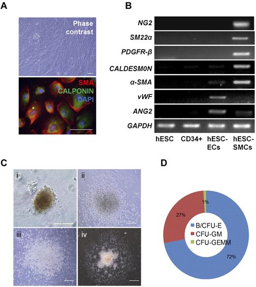 Figure 5. Differentiation of hESC-derived CD34+ cells to vascular smooth muscle cells and hematopoietic cells. (A) Morphology and expression of SMC markers in hESC-derived SMCs (α-SMA and CALPONIN). Cell nuclei were stained with DAPI (blue). Scale bar is 100 μm. B. Transcriptional expression of SMC (NG2, SM22α, PDGFR-β, CALDESMON, and α-SMA) and EC (VWF and ANG2) marker genes. (C) Various hematopoietic colonies were formed from hESC-derived CD34+ cells in methylcellulose medium: (i) BFU-E, (ii) CFU-GM, (iii) CFU-G, and (iv) CFU-GEMM. Scale bar is 100 μm. (D) The proportion of various hematopoietic cell-type colonies in CD34+ cells cultured in MethoCult.