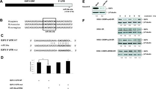 Figure 2. E2F3 is a direct target of miR-34a during granulopoiesis. (A) Schematic representation of miR-34a binding site in the human E2F3 3′UTR. The numbers (+2730 to +2736) represent the nucleotides relative to the termination codon of human E2F3. (B) Conservation of miR-34a binding site in E2F3 3′UTR in human, mouse, and rat genomes. (C) Sequences of predicted miR-34a binding site of E2F3. (D) Luciferase assays in Kasumi-6 cells transfected with E2F3 3′UTR constructs (wild type and mutant) and miR-34a-pCDNA. Bars represent luciferase activity for the corresponding vectors. Data are represented as mean ± SD from 3 independent experiments. *P < .05. (E) Kasumi-6 cells were transfected with control and miR-34a-pCDNA vectors. Total protein was analyzed by Western blot analysis with anti-E2F3 antibody. Values below the gel image indicate the E2F3 protein levels normalized to β-tubulin. (F) K562-C/EBPα-p42-ER, K562-ER, K562-C/EBPα-p30-ER, and K562-C/EBPα-BRM2-ER cells were induced with ß-estradiol (5μM) for respective time points. Total protein was analyzed by Western blot analysis with anti-E2F3 antibody. Values below the gel image indicate the E2F3 protein levels normalized to β-tubulin.