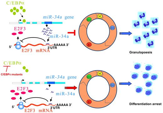 Figure 5. Schematic representation of regulation of granulopoiesis and AML by C/EBPα–miR-34a-E2F3 axis. During granulopoiesis (top panel), C/EBPα transactivates miR-34a, which, in turn, leads to E2F3 repression and inhibition of cell-cycle progression, resulting in myeloid differentiation. During CEBPA mutations in AML (bottom panel), low activity of C/EBPα fails to transactivate miR-34a, which results in lack of E2F3 inhibition. Overexpressed E2F3, together with E2F1, could accelerate myeloid cell-cycle progression and results in block of granulocytic differentiation.