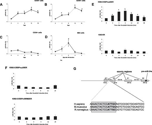 Figure 1. C/EBPα-p42 regulates miR-34a during granulopoiesis. (A-C) Hematopoietic CD34+ cells were cultured as discussed in “Cell cultures.” Total RNA was isolated at different time points and analyzed by quantitative real-time RT-PCR with oligos for miR-34a (A), miR-223 (B), and miR-181a (C). Data are represented as mean ± SD from 3 independent experiments. *P < .05. (D) NB4 cells were induced with retinoic acid (1μM) for respective time points. Total RNA was analyzed by quantitative real-time RT-PCR with oligos for miR-34a. Data are represented as mean ± SD from 3 independent experiments. *P < .05. (E) K562-C/EBPα-p42-ER and K562-ER cells were induced with β-estradiol (5μM) for respective time points. Total RNA was analyzed by quantitative real-time RT-PCR with oligos for miR-34a. Data are represented as mean ± SD from 3 independent experiments. *P < .05. (F) K562-C/EBPα-p30-ER and K562-C/EBPα-BRM2-ER cells were induced with β-estradiol (5μM) for respective time points. Total RNA was analyzed by quantitative real-time RT-PCR with oligos for miR-34a. Data are represented as mean ± SD from 3 independent experiments. (G) Schematic representation of the miR-34a genomic region and phylogenic conservation of genomic region in the first intron of miR-34a in humans, mice, and rats. The conserved region is shown by sequences in gray box, and the C/EBPα site is shown in bold letters. (H) Luciferase reporter assays were performed in Kasumi-6 cells using indicated reporters and C/EBPα. Cells were transfected with corresponding firefly luciferase vectors (miR-34 Promoter constructs #1 to #6, Renilla luciferase reporter construct as control vector, and C/EBPα-pCDNA3 vector. Luciferase activity was measured 24 hours later. Bars represent promoter activity for the corresponding vectors. Data are represented as mean ± SD from 3 independent experiments. *P < .05. (I) Chromatin derived from K562-C/EBPα-p42-ER cells was immunoprecipitated with anti-C/EBPα and IgG antibodies. Recovered DNA was PCR amplified with primers specific for C/EBPα-binding amplicon (oligos 1) and the nonbinding amplicon (oligos 2).