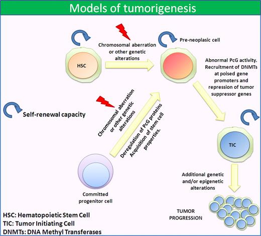 Figure 1. Models of tumorigenesis. Cancer cells can originate from a cell with stem cell properties, such as an HSC, that acquire an altered phenotype through chromosomal aberrations and/or mutations. This leads to an abnormal PcG activity that represses several tumor-suppressor genes promoting cancer development. Another possibility is that the first chromosomal aberration and/or mutation occurs in a committed progenitor cell. In this case, the abnormal PcG activity confers stem cell properties and self-renewal capacity as well as tumorigenic potential.