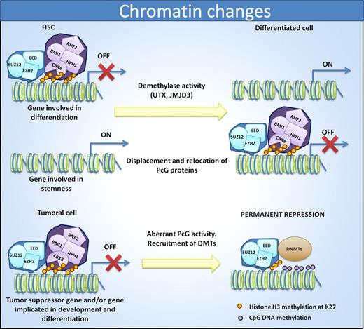 Figure 3. Cell identity is reflected by changes in chromatin status. In HSCs, PRC1 and PRC2 complexes help to repress genes involved in differentiation to allow the maintenance of stem cell properties. Differentiation induces displacement of PcG members and relocation to promoters of stemness genes. In cancer, the aberrant PcG activity induces a repression of differentiation promoting genes as well as tumor suppressor genes. In this case, the recruitment of DNMTs induces permanent repression of the genes.