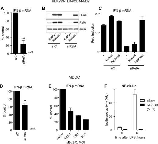 Figure 2. RelA is a key transcription factor regulating IFN-β expression in response to LPS. (A-C) Depletion of RelA levels greatly reduces IFN-β gene expression in HEK-293-TLR4/CD14-Md2 cells. (A) IFN-β mRNA expression in cells transfected with siRNAs targeting NFκB RelA (siRelA) presented as percent of expression in the control cells transfected with nontargeting siRNA (siC). Data shown are the mean + SEM from 3 independent experiments. ***P < .001 (Student t test). (B) Western blots showing the siRelA induced degradation of RelAwt and unaffected expression of RelAmut and are representatives of 3 experiments. (C) LPS-induced IFN-β mRNA expression in cells complemented with RelAwt or RelAmut shown as fold induction over the level in nonstimulated control cells transfected with nontargeting siRNA (siC). Data shown are the mean + SD of a representative of 2 independent experiments each performed in triplicate. (D-F) Inhibition of RelA significantly reduces IFN-β mRNA expression in MDDCs. (D) IFN-β mRNA expression in cells transfected with siRNAs targeting NF-κB RelA (siRelA) presented as percent of expression in the control cells transfected with nontargeting siRNA (siC). Data shown are the mean + SEM from 5 independent donors. **P < .01 (Student t test). (E) IFNβ mRNA expression in MDDCs infected with increasing concentrations of adenovirus carrying IκBαSR: normalized against cells infected with adenovirus carrying an empty expression vector pBent and shown as the mean + SD of a representative of 3 independent experiments. (F) Efficiency of ΝF-κB activity suppression by IκBαSR in MDDCs estimated using luciferase reporter assay with NF-κB-luc virus: shown as the mean + SD of a representative of 3 independent experiments each performed in triplicate.