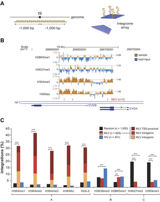 Figure 5. Association between histone modifications and retroviral integrations in CD34+ HPCs. Histone modifications around (± 1000 bp) a subset of retroviral and random integration sites (ISs) were evaluated by ChIP-on-chip technology. (A) Chromatin immunoprecipitated from cytokine-stimulated CD34+ HPCs was amplified, fluorescently labeled, and hybridized to custom-designed “integrome” arrays, where we spotted tiled oligonucleotides (50-60mers) covering 1000 bp upstream and downstream of each insertion site. (B) For each experiment, chromatin immunoprecipitated with the antibody of interest (sample) was cohybridized with an equal amount of chromatin immunoprecipitated with agarose beads only and labeled with a different fluorophore (total input). ChIP peaks were statistically defined starting from sample-to-input raw signal ratios (the threshold for peak definition, set at the 95th percentile of the dataset distribution, is specified for each sample, and indicated by a dashed horizontal line). A representative output of ChIP-on-chip experiments is given for a subset of antibodies (against H2BK5me1, H3K27me3, H3K4me3, and H3K9ac) around 3 MLV integration sites targeting the NF1/EVI2A/B locus on chromosome 17. (C) Percentage of MLV, HIV, and random ISs with ≥ 1 peak of the specified histone modifications in the flanking ± 1-kb region. Epigenetic marks are grouped according to the genomic region they are classically associated to (group A, enhancers and promoters of active genes; group B, promoters and gene bodies of actively transcribed genes; group C, inactive genes and heterochromatic regions). Burgundy, red, and yellow sections inside group-A MLV bars indicate the relative proportion of TSS-proximal, intragenic, and intergenic integrations to the observed enrichment. Asterisks denote the level of overrepresentation or underrepresentation of MLV and HIV ISs with respect to random sites: **P < .005, ***P < .0005 by 2-sample test for equality of proportions with continuity correction.