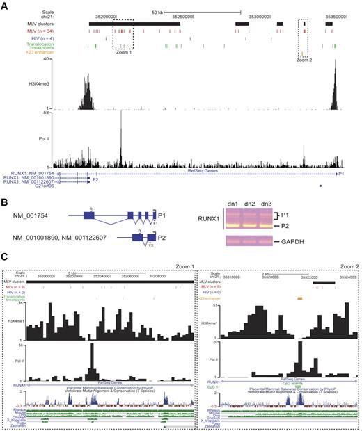 Figure 7. Analysis of retroviral integration sites in the RUNX1 locus. (A) MLV and HIV integration sites and clusters are displayed on the locus as described in the legend of Figure 6A. Translocation breakpoints associated to hematopoietic malignancies are indicated with green bars and were retrieved from the TICdb database of translocation breakpoints in cancer.27 The +23 enhancer (orange bar) was functionally defined in the murine and human genome.30 The H3K4me3 track is that determined by ChIP sequencing in the genome of human CD34+/CD133+ HPCs.24 P1 and P2 indicate the distal and the proximal RUNX1 promoters. (B) Schematic representation (left) and experimental results (right) of a reverse transcription PCR on RNA samples retrotranscribed from CD34+ cells from 3 different donors (dn1-dn3). R (5′-CGACAAACCTGAGGTCATT-3′) and F1 (5′-AGCCTGGCAGTGTCAGAAGT-3′) primers identify the longest RUNX1 isoform (NM_001754) together with its splicing variants, indicated by multiple bands (P1) on the agarose gel. The R and F2 (5′-GAGCTGCTTGCTGAAGATCC-3′) primers specifically amplify the P2 transcript. The RNA of the housekeeping glyceraldehyde-3-phosphate dehydrogenase gene (GAPDH) was amplified as a positive control. (C) Zoom-in of the 2 regions of the RUNX1 locus indicated by dotted squares in panel A. H3K4me3 and Pol II tracks are those determined by ChIP sequencing in the genome of human CD34+/CD133+ HPCs.24 A CpG island (CpG 31; green box), marking the +23 enhancer (orange box), is also indicated. The UCSC conservation track at the bottom shows multiple alignments and measurements of evolutionary conservation among all placental mammals and between 7 selected vertebrates (rhesus monkey, mouse, dog, chicken, Xenopus tropicalis, Fugu, and zebrafish; green bars).