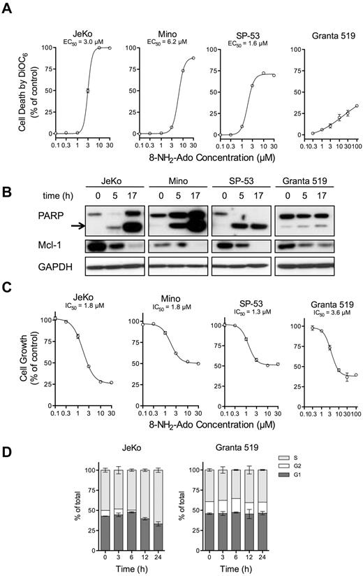 Figure 1. 8-NH2-Ado promotes cell death and inhibits cell growth but with only minor cell-cycle effects in MCL cell lines. (A) Cell death after 24 hours of continuous incubation was quantified by loss of mitochondrial membrane potential as measured by DiOC6 staining, at various concentrations of 8-NH2-Ado. For each cell line, the dose-response curve was estimated by nonlinear regression using a variable Hill Slope model. The EC50 was defined as the drug concentration required to achieve 50% of the maximum response. The standard errors of the estimated EC50 values for JeKo, Mino, and SP-53 were less than 3%; the EC50 value could not be accurately estimated for Granta 519. (B) Cell death was also evaluated by PARP cleavage. The arrow denotes cleaved PARP. The cells were continuously incubated with 3μM 8-NH2-Ado for 24 hours. (C) The growth inhibition of MCL cells was determined after 24 hours of continuous exposure to multiple concentrations of 8-NH2-Ado. The cell concentrations were quantified using a particle count and size analyzer (Beckman Coulter). The IC50 values were estimated by nonlinear regression using a variable Hill Slope model. The IC50 value was defined as the drug concentration required to achieve 50% of the maximum growth inhibition. The standard errors for the IC50 value estimates were less than 8% for all cell lines. (D) The cell-cycle effects were determined by flow cytometry for JeKo and Granta 519 after continuous treatment with 3μM 8-NH2-Ado at various time points up to 24 hours. Independent experiments were performed in triplicate shown with SD error bars.