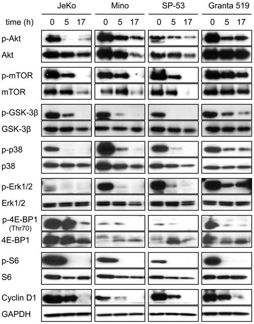 Figure 4. 8-NH2-Ado inhibits Akt and Erk signaling pathways of MCL cell lines. JeKo, Mino, SP-53, and Granta 519 cells were incubated continuously with 3μM 8-NH2-Ado for 0, 5, and 17 hours. Cell lysates (30 μg) were immunoblotted for phospho- and total protein levels as shown. GAPDH was used as a loading control.