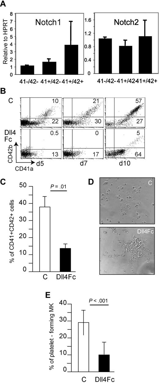 Figure 1. Dll4 represses terminal MK differentiation in vitro. Human cord blood CD34+ cells were plated in the presence of huTPO and huSCF. (A) Notch1 and 2 expression throughout megakaryocytic differentiation. Analysis by quantitative RT-PCR of the expression levels of Notch1 and Notch2 in sorted cell populations at day 5 throughout MK differentiation. mRNA expression of each gene was normalized to that of HPRT mRNA and calibrated to the gene/HPRT ratio in HEL cells. Results were obtained from 3 independent experiments. Sequences of the PCR primers are described in supplemental Table 1. Human cord-blood CD34+ cells were plated onto control or Dll4Fc-coated wells in the presence of huTPO and huSCF. (B-C) Flow cytometric analysis of MK differentiation from human cord blood CD34+ cells plated onto control or Dll4Fc-coated wells in the presence of huTPO and huSCF. Flow cytometric analyses were performed at days 5, 7, and 10 (1 representative experiment). (C) Histogram representation of the % of CD41a+CD42b+ cells at day 10 of the culture. Mean ± SEM from 6 independent experiments. (D-E) At day 10, sorted CD41a+CD42b+ cells were plated onto Dll4Fc-coated wells in the presence of huTPO, and proplatelet-forming cells were evaluated 3-4 days later. (D) Phase-contrast microscopy of days 13-14 in control and Dll4Fc cultures. Original magnification was ×100. (E) Histogram representation of phase contrast microscopy analyses of platelet-forming cells are presented in (E). Mean ± SEM from 7 independent experiments.