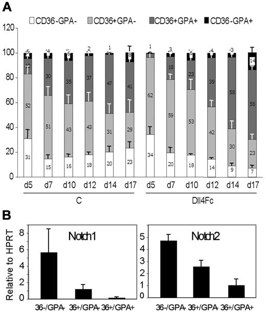 Figure 3. Dll4Fc slightly promotes erythroid differentiation. (A) Kinetic analysis of erythroid differentiation from human cord blood CD34+ cells cultured onto control or Dll4Fc-coated wells in the presence of Hu EPO, Hu SCF, and HuIL-3. Flow cytometric analyses were performed at days 5, 7, 10, 12, 14, and 17. Histogram representation of cytometric analysis for CD36 and GPA markers (mean ± SEM from 3 independent experiments). (B) Notch1 and 2 expression is downmodulated throughout erythroid differentiation. Analysis by quantitative RT-PCR of the expression levels of Notch1 and Notch2 in sorted cell populations at day 11 throughout erythroid differentiation. mRNA expression of each gene was normalized to that of HPRT mRNA and calibrated to the gene:HPRT ratio in HEL cells. Results were obtained from 3 independent experiments.