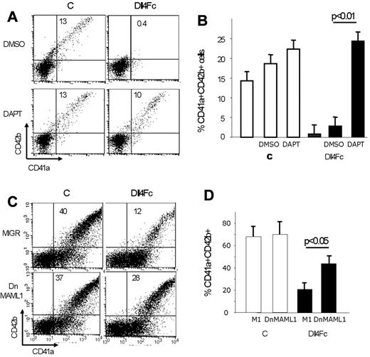 Figure 4. Canonical Notch signaling mediates Dll4-inhibition of MK differentiation. (A-B) Human cord blood CD34+ cells were plated onto Dll4Fc-coated plates in the presence of 10μM DAPT or mock (DMSO) control. FACS analyses for CD41a and CD42b markers of cultured cells were performed after 10 days of cultures. (A) FACS analyses for CD41a and CD42b markers of 1 representative experiment. (B) Histogram representation of flow cytometric results presented in panel A. Mean ± SEM from 3 independent flow cytometric analyses after 10 days of culture is shown. (C) Human cord blood CD34+ cells were transduced with retrovirus encoding either DN-MAML1 or MIG-empty vector (the transduction rate was close to 30% for both retroviral vectors), and 2 days later, plated onto control and Dll4Fc-coated plates. FACS analyses of cultured cells were performed after 7 days of cultures onto Dll4Fc. Flow cytometric analysis of CD41a and CD42b markers in GFP+ cells from control and Dll4Fc cultures (1 representative experiment). (D) Histogram representation of flow cytometric results presented in panel C. Mean ± SEM from 5 independent flow cytometric analyses after 10 days of culture.