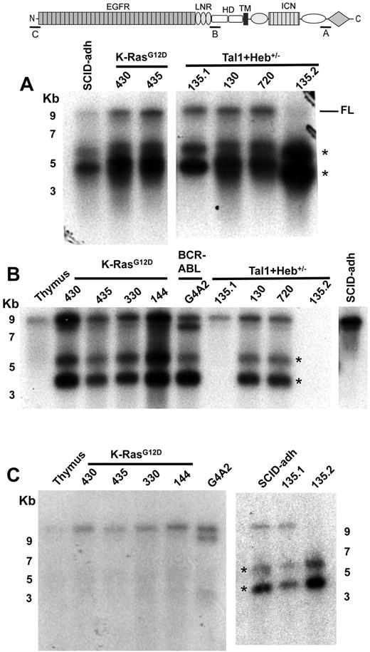 Figure 1. Northern blot analysis of murine T-ALL cell lines reveals 2 types of aberrant Notch1 transcripts. Northern blot analyses used polyA RNAs from normal murine thymus or the indicated cells lines. Panels A, B, and C correspond to Northern blots hybridized to probes A (exon 34), B (exon 26), or C (exon 1), which are homologous to the regions shown in the cartoon of the Notch1 locus above the blots. Numbers correspond to the position of RNA size markers in kilobases. FL indicates full-length Notch1 transcript. *Short Notch1 transcripts.