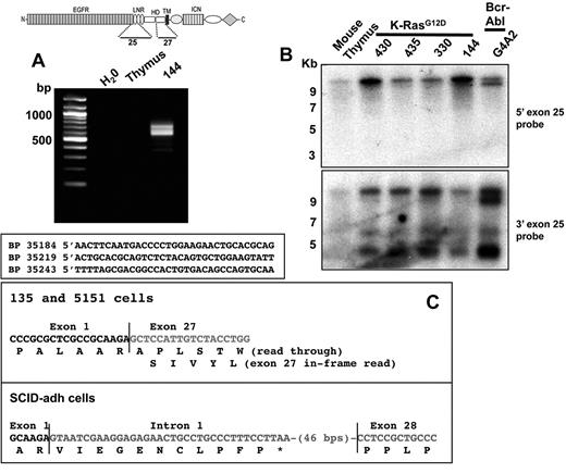 Figure 2. Structure of type 1 and type 2 Notch1 transcripts. (A) Products amplified from 144 cells, a line expressing type 1 Notch1 transcripts, using a 3′ exon 27 primer and 5′ linker primer, are shown after agarose gel electrophoresis. Sequences of 5′RACE products are shown below; the basepair numbering is in relationship to the A residue in the ATG start site in exon 1 of the Notch1 gene, which is designated position 1. (B) Northern blot analysis of lines expressing type 1 Notch1 transcripts with probes from the 3′ end of exon 25 and the 5′ end of exon 25. The diagram shows the regions of the Notch1 that are encoded by exons 25 and 27, respectively. (C) Sequences of RT-PCR products obtained from murine T-ALL cell lines expressing type II transcripts. Sequencing of products obtained from 130.1 and 130.2 cells revealed a transcript in which exon 1 is spliced out of frame to exon 27. In SCID-adh cells, a product was obtained in which exon 1 is spliced to an intron 1 sequence that contains an in-frame stop codon, which is in turned joined to an internal sequence within exon 28.