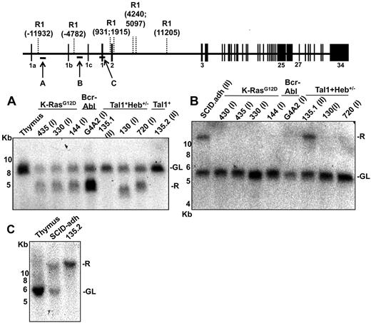 Figure 3. Southern blot analysis reveals 2 types of 5′ Notch1 genomic rearrangements in murine cell lines expressing type 1 (I) or type 2 (II) aberrant transcripts. Genomic DNA (10 μg) from the indicated cell lines was digested with Eco R1 and analyzed on Southern blots. Panels A, B, and C correspond to Southern blots hybridized to probes A, B, and C, which are homologous to the regions shown in the diagram of the Notch1 locus above the blots. The positions of genomic Eco R1 sites (R1) around the Notch1 locus are expressed relative to the position of the ATG start codon in exon 1, which is designated position 1. The positions of murine-specific alternative 5′ Notch1 exons 1a, 1b, and 1c are also shown. R indicates rearranged; and GL, normal genomic locus.