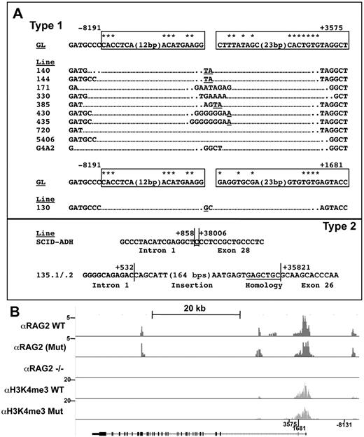 Figure 4. Evidence of RAG involvement in Notch1 rearrangements in murine T-ALL. (A) Rearrangements in Notch1 deduced from sequencing of PCR products generated from 11 cell lines with type 1 deletions (top) and 3 cell lines with type 2 deletions (bottom). GL is the sequence of the germline DNA flanking the breakpoints. Nucleotide positions are expressed relative to the ATG start codon in exon 1 of Notch1. Flanking sequences resembling RAG recognition sequences are boxed. Residues matching the consensus RAG signal sequence (a CACATGT heptamer followed by a 12- or 23-bp spacer and the nonameric sequence ACAAAAAAC) are denoted with an asterisk. N nucleotides and P nucleotides (underlined) are also shown. The point of joining in SCID-adh contains a single cytosine residue (underlined) of unknown origin. (B) Distribution of RAG2 binding and H3K4 trimethylation across the murine Notch1 locus. ChIP-Seq was performed with antibodies specific for RAG2 and H3K4-me3 on DNA immunoprecipitated from normal thymocytes (αRAG2 WT), thymocytes expressing a RAG1 D708A mutant (αRAG2 Mut) that binds chromatin but is catalytically inactive, and homozygous RAG2 knockout thymoctyes (αRAG2−/−).22 Histograms showing sequence reads that aligned to the murine genome are superimposed on a diagram of the Notch1 locus. The y-axis of each histogram corresponds to the number of aligned reads per 106 total reads.