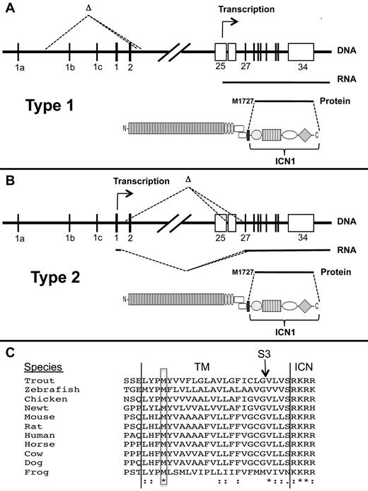 Figure 7. Mechanisms of ligand-independent ICN1 production in T-ALLs bearing Notch1 deletions. (A-B) Structure and functional consequences of type 1 and type 2 Notch1 deletions. (C) Conservation of M1727 in vertebrate Notch1 receptors. *Identical residues. “:” indicates conserved residues. TM indicates transmembrane domain; S3, site of intramembranous γ-secretase cleavage; and ICN, intracellular Notch.