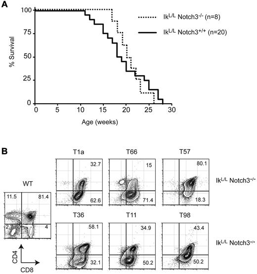 Figure 2. Notch3 is dispensible for leukemogenesis in IkL/L mice. (A) Survival curves of IkL/LNotch3+/+ and IkL/LNotch3−/− mice. (B) Representative CD4/CD8 profiles of thymic lymphomas from IkL/LNotch3+/+ and IkL/LNotch3−/− mice.