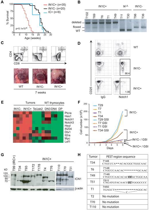 Figure 3. Deletion of Notch1 accelerates T-ALL development. (A) Survival curves of IkL/LNotch1f/fCD4-Cre+ (IN1C+), IkL/LNotch1f/fCD4-Cre− (IN1C−), and IkL/LNotch1+/+CD4-Cre+ (IC+) mice. The P value corresponds to the statistical difference between the survival of IN1C+ and IN1C− mice by log-rank test. (B) PCR analysis of the deletion of the floxed sequences in a panel of IN1C+ tumors. (C) Thymocyte CD4/CD8 profiles (top) and photos of the thoracic cavity (bottom) from 7-week-old WT, IN1C−, and IN1C+ mice. (D) Surface Notch1 and CD25 expression of IN1C+ and IN1C− tumor cells and WT thymocytes. The immunoglobulin G isotype control is shown in the left panels. Similar results were observed in all IkL/L/IN1C− and IN1C+ mice analyzed (n > 10). (E) Transcriptome profiling of Notch target genes in 3 IN1C+ and 3 IN1C− tumors using Affymetrix 430 2.0 arrays. The data were normalized with those from leukemic T cells of Tel-Jak2 tg mice24 and from WT DN3, DN4, and DP thymocytes using the Robust Microarray Analysis algorithm. Red and green colors indicate high and low expression, respectively. (F) Proliferation of IN1C+ and IN1C− cell lines in the absence or presence of γ-secretase inhibitor over 6 days. Representative of 3 independent experiments. (G) Western blot of ΙCN1 expression in IN1C+ tumors using the Val1744 antibody. β-actin was used as a loading control. T99 is a IRC+ tumor that expresses ICN1 proteins of the normal 120 kDa size. The asterisk in the right panel points to likely degradation products. (H) PEST region sequences of IN1C+ tumors. The bold nucleotides correspond to insertions in the WT sequence. ICN1 proteins from samples T34, T6, and T49 are shown in supplemental Figure 1C; T51, T70 and T110 are shown in Figure 3G; T1 and T2 correspond to IN1C+ cell lines described in supplemental Figure 2. Numbering according to the Notch1 reference sequence NM_008714.