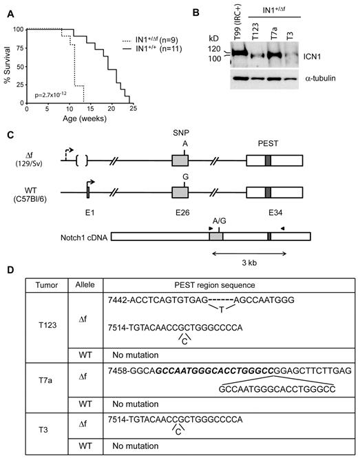 Figure 4. Oncogenic effect of deleting floxed Notch1 sequences from a single allele. (A) Survival curves of IkL/LNotch1+/Δf (IN1+/Δf) and IkL/LNotch1+/+ (IN1+/+) mice. The statistical significance was calculated by log-rank test. (B) Western blot of ICN1 expression in IN1+/Δf tumors. The control sample is the IRC+ T99 tumor shown in Figure 1C, which expresses ICN1 proteins of normal size. α-Tubulin was used as a loading control. (C) Strategy to identify the allele harboring the PEST domain mutation. A single nucleotide polymorphism in exon 26 (rs27201809; Mouse Genome Informatics database) distinguishes the WT and deleted alleles, which are derived from the C57Bl/6 and 129/Sv strains, respectively. RT-PCR amplification and sequencing of exon 26 and the PEST region in exon 34 identifies the allele carrying the mutation. (D) Association of PEST region mutations with the N1Δf allele in the 3 tumors shown in B. T3 had a single nt insertion. T7a had a duplication of 19 nt (in bold and italic). T123 had 2 separate mutations, both in the N1Δf allele: a deletion of 6 nt, which were replaced by a single T, and a single nt insertion. Numbering according to the Notch1 reference sequence NM_008714.