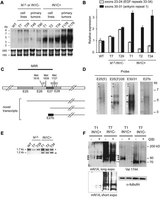 Figure 5. Truncated Notch1 transcripts and proteins in IN1C+ tumors. (A) Northern blot of total RNA (10 μg) from primary tumors and cell lines of the indicated genotypes using a probe for exon 34 (top). Methylene blue staining of 18S and 28S ribosomal RNA was used as a loading control (bottom). (B) RT-quantitative PCR of Notch1 transcripts, using primers to amplify exons 23-24 (encoding the extracellular EGF repeats 33/34) and exons 30-31 (encoding the first intracellular ankyrin repeat). Results were normalized to hypoxanthine-guanine phosphoribosyltransferase levels and to those of WT thymocytes, for which the exon 23-24 mRNA level was arbitrarily fixed at 1. Data represent the mean of 2 experiments. (C) Scheme summarizing the results of the 5′-RACE experiments performed on the T1 and T34 IN1C+ cell lines. The organization of the Notch1 transcript in the region of interest is shown, with the position of the S1, S2, and S3 cleavage sites, and the putative methionines that could be used for translation initiation. cDNAs identified by 5′-RACE are shown (see supplemental Figure 5 for sequence details). (D) Northern blot of Notch1 transcripts in poly(A)+ RNA (1.5 μg each) from the T1 cell line, hybridized with probes from the indicated exons/introns. E25(5′) corresponds to nt 4279-4741; E25(3′)/26 corresponds to nt 4758-5246; E30/31 corresponds to nt 5715-6179 (reference sequence NM_008714). E27b corresponds to a 628 nt region from intron 27 that includes the 113 nt sequence of exon 27b (see supplemental Figure 5). Autoradiograms for E25(3′)/26 and E30/31 were exposed for 18 hours; those for E25(5′) and E27b were exposed for 44 hours. Asterisks indicate transcripts initiating from 5′ promoters; black arrowheads indicate transcripts initiating from exon 25; white arrowheads indicate transcripts initiating downstream of exon 26 (likely in exon 27); white asterisks indicate transcripts containing exon 27b. (E) RT-PCR of exon 27b–containing transcripts in the indicated samples. cDNA was amplified using a forward primer located within exon 27b and a reverse primer from exon 31. The arrowhead indicates the correctly spliced transcripts; the asterisk indicates likely splicing intermediates that had not excised intron 27. (F) Western blot of Notch1 expression in total cell extracts from the T1 IN1C+ and T7 IN1C− cell lines, cultured in the presence or absence of GSI for 3 days. The membrane was first analyzed with the Val1744 antibody, and then with the mN1A Ab. α-tubulin was used as a loading control. Long (10 minutes) and short (30 seconds) exposures are shown for the mN1A Ab. The lines between the top 2 panels indicate the positions of the molecular weight markers used to align the blots. Asterisks indicate the γ-secretase–cleaved proteins from the T7 cell line; arrowheads indicate the γ-secretase–cleaved proteins from the T1 cell line. Note that the ICN1 proteins in the T7 line do not completely disappear after GSI treatment, probably due to the increased stability of the truncated proteins in this cell line. All data are representative of > 2 independent experiments.
