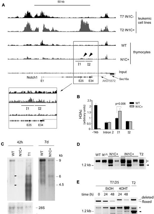 Figure 6. Transcriptional reprogramming of the Notch1 locus after deletion of proximal promoter sequences. (A) Chromatin immunoprecipitation-sequence analysis of histone H3 acetylation in the Notch1 locus of T7 IN1C− and the T2 IN1C+ cells and WT and Notch1f/fCD4-Cre+ (N1C+) thymocytes. Top 4 histograms have a vertical scale of 150. The enlarged histograms in the inset have a vertical scale of 50. The regions identified as I1 and I2 correspond to islands of enriched tag density in the IN1C+ thymocytes, which were predicted by the “statistical model for identification of chip-enriched regions” algorithm in the N1C+, but not in the WT or input samples (see also Table 1).27 The gap in the T2 IN1C+ sample corresponds to the location of the floxed deletion. (B) Real-time PCR measurement of H3 acetylation in the WT and N1C+ samples shown in panel A at several positions along the Notch1 locus. Amplicons in intron 2 and islands I1 and I2 were located, respectively, at 29.3, 36.5, and 41.7 kb downstream of the transcription start site. (C) Northern blot of Notch1 transcripts in WT and N1C+ thymocytes and in the T1 IN1C+ cell line. An amount of 2 μg of poly(A)+ RNA was loaded for each sample, and the blots were hybridized with the E30/31 probe (see Figure 6D). The left panel shows a 42-hour exposure; the right panel shows a 7-day exposure of the WT and N1C+ lanes. Arrowheads indicate transcripts likely to have initiated from 3′ promoters in the N1C+ sample. A photo of the methylene blue staining of the membrane is shown as a loading control in the bottom panel. (D) RT-PCR of exon 27b–containing transcripts in nontransformed thymocytes from 3- to 4-week-old mice with the indicated genotypes. See Figure 5E for details. Samples were defined as nontransformed according to their CD4/CD8 profile and normal CD25 expression. (E) RT-PCR of exon 27b–containing transcripts in the T7.D5 Cre-ERT2+ clone cultured in the presence of 4OHT or vehicle for the indicated times (bottom). Cells were also analyzed for the deletion of floxed Notch1 sequences by PCR (top). T2 corresponds to a IN1C+ leukemic cell line. Similar results were obtained in 4 independent experiments. In panels D and E, the arrowhead indicates the specific product from a correctly spliced transcript; the asterisk indicates products that may correspond to splicing intermediates of transcripts initiated at upstream locations.
