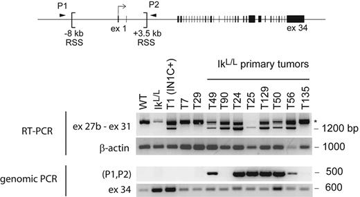 Figure 7. Presence of 3′ Notch1 transcripts and 5′ genomic deletions in primary IkL/L tumors. The indicated RNA or DNA samples were analyzed for the presence of exon 27b–containing transcripts by RT-PCR (top) and genomic deletion of sequences between 2 recombination signal sequences (RSS) present in the 5′ region of the Notch1 locus by PCR (bottom). RAG-mediated deletion of the sequences between the RSS sites moves the sequences of the PCR primers P1 and P2 closer together, allowing amplification of a 500-bp fragment. The IkL/L sample was extracted from premalignant thymocytes of a 7-week-old mouse; T7 and T29 are cell lines derived from IN1C− and IkL/L tumors, respectively; T49 and T90 are the primary tumors from Figure 5A. β-Actin and exon 34 of Notch1 served as control RT-PCR and PCR reactions, respectively. *Products that may correspond to splicing intermediates of transcripts initiated upstream.