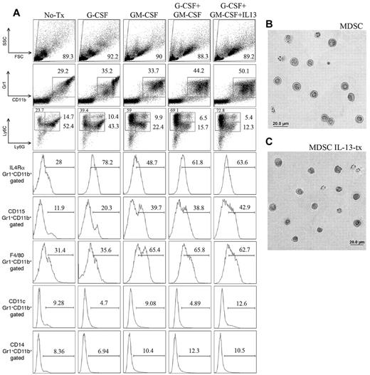 Figure 1. Generation and phenotype of cultured MDSCs. (A) Fluorescence-activated cell sorter phenotype of B6 whole BM at day 4 of culture that has been left untreated, treated with G-CSF alone (100 ng/mL), treated with GM-CSF alone (250 U/mL), or treated with both G-CSF and GM-CSF. All gates based on isotype controls. Ly6G/Ly6C graphs were first gated on CD11b+ cells. Representative images of hematoxylin and eosin-stained cytospins of MDSCs with combined treatment (B) and combined treatment plus IL-13 addition on day 3 (C) Photographs were taken using 400× magnification with a RT-Spot camera mounted on an Olympus BX51 microscope (Olympus).