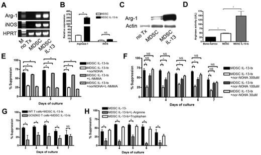Figure 2. MDSCs inhibit T-cell alloresponses through the expression of arginase-1. (A) RT-PCR showing that MDSCs express arginase-1 and iNOS and up-regulate arginase-1 on stimulation with IL-13. Hypoxanthine phosphoribosyl transferase shown as endogenous control. M indicates marker. (B) Real-time RT-PCR showing quantitatively the extent of arginase-1 and iNOS up-regulation by IL-13-stimulated MDSCs. Standardized to glyceraldehyde-3-phosphate dehydrogenase endogenous control and relative expression compared with untreated BM. (C) Western blot showing arginase-1 and actin control at the protein level in untreated BM, MDSCs, and MDSC IL-13. (D) Arginase activity was determined by measuring the production of urea over time. MLR was performed by mixing B6 purified T cells with irradiated BALB/c stimulators (1:1 ratio) and MDSCs (1:10 ratio). Cultures were pulsed with 3H-thymidine on the indicated days and harvested after a 16-hour incubation. (E) MLR/MDSC cocultures were left untreated or were treated with arginase inhibitor, nor-NOHA (300μM), nitric oxide inhibitor, L-NMMA (300μM), or both. (F) Arginase inhibitor (nor-NOHA) was added to MLR/MDSC cocultures at increasing concentrations (30, 100, and 300μM). (G) B6 WT T cells or GCN2 KO T cells were used as responder cells, and MDSCs were added at 1:10 ratio. (H) Addition of excess L-arginine (5mM) or tryptophan (5mM) was added back to MLR/MDSC cocultures and assessed for T-cell proliferation.