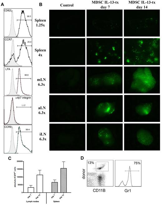 Figure 3. MDSC-IL-13 migrate to sites of allopriming in a GVHD setting. (A) Fluorescence-activated cell sorter analysis of pretransplantation MDSC-IL-13 was gated on Gr1+CD11b+ and analyzed for the surface expression of molecules associated with homing and recruitment. Gates are based on isotype controls. (B) Lethally irradiated BALB/c recipients were given 107 BM cells plus 2 × 106 T cells with 6 × 106 eGFP transgenic MDSC-IL-13. Control mice were given BM and T cells only. On days 7 and 14, LN and spleen were harvested and imaged using macroscopic fluorescent imaging. (C) The absolute number of eGFP+ cells that had migrated to the LNs and spleen was determined using flow cytometry. (D) Spleen was harvested from day 7 transplanted mice, and flow cytometry was performed to determine whether MDSC-IL-13 retained Gr1+CD11b+ phenotype. Cells were gated on donor (GFP+) CD11b+ cells.