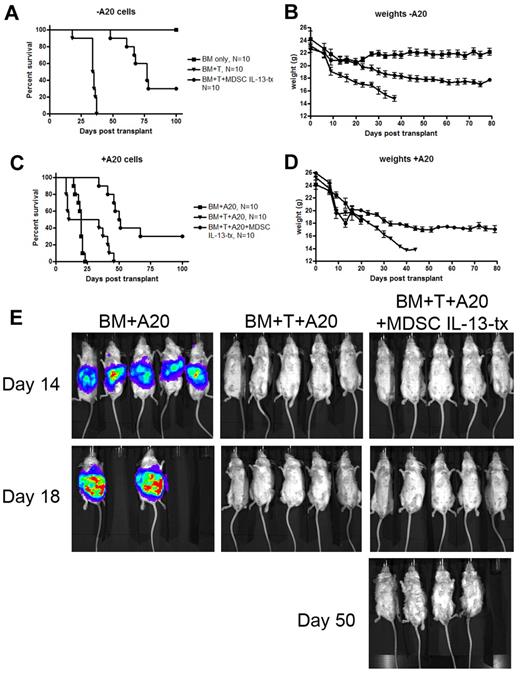 Figure 6. MDSCs preserve GVL effect of allogeneic donor T cells. Lethally irradiated BALB/c mice were given 10 × 106 B6 T cell–depleted BM cells alone or with 2 × 106 CD25-depleted B6 T cells. Cohorts of mice also received 3 × 105 A20 cells and/or 6 × 106 B6 MDSC-IL-13. All cells were given intravenously on day 0 of transplantation. (A) Kaplan-Meier survival curve of mice receiving BM only (N = 10), BM + T (N = 10), or BM + T + MDSC-IL-13 (N = 10). (B) Corresponding weights from these mice. (C) Kaplan-Meier survival curve of mice receiving BM + A20 (N = 10), BM + T + A20 (N = 10), or BM + T + A20 + MDSC-IL-13 (N = 10). (D) Corresponding weights. (E) Mice were monitored on days 14, 18, and 50 using bioluminescent imaging to detect Renilla luciferase-expressing A20 cells. BM + T versus BM + T + MDSCs, P < .001; BM + A20 versus BM + T + A20, P < .001; BM + T + A20 versus BM + T + A20 + MDSCs, P < .001. Data represent one experiment.
