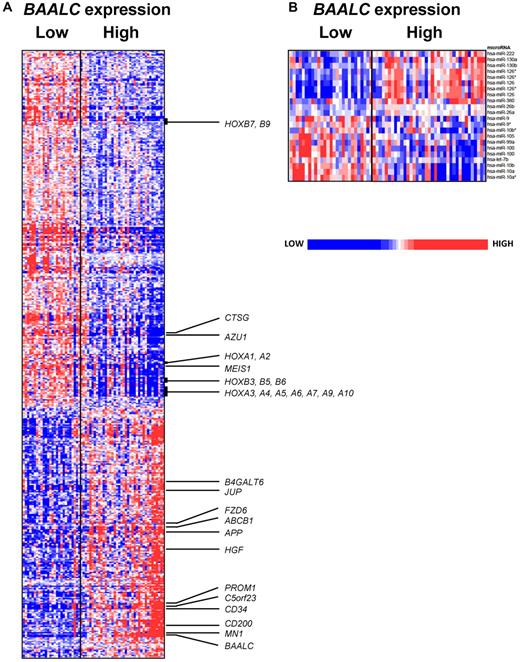 Figure 4. Heat maps of the BAALC signatures. Derived gene expression (A) and microRNA expression signatures (B) associated with BAALC expression in the group of CN-AML patients ≥ 60 years. Patients are ordered from left to right by increasing BAALC expression. Expression values of the gene probe sets (microRNA probes) are represented by color, with blue indicating expression less than and red indicating expression greater than the median value for the given gene probe set (microRNA probe). For the gene expression heat map, up- and down-regulated genes mentioned in the text are indicated.