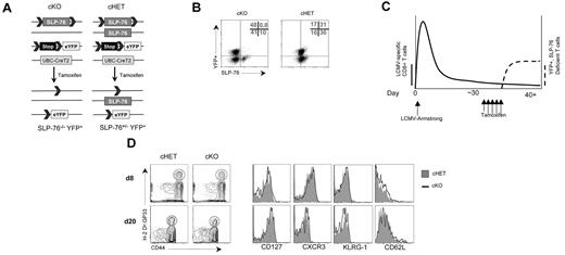 Figure 1. Tamoxifen treatment 30 days after LCMV infection results in efficient deletion of SLP-76 in a normal memory T-cell population. (A) Schematic diagram of SLP-76 conditional deletion. cHET and cKO mice contain LoxP sites flanking exon 3 of the SLP-76 gene. The second SLP-76 allele in cHET mice is a wild-type allele and is a germline-null allele in cKO mice. All mice have one copy of the R26R-YFP Cre reporter. All mice express a transgene with the CreT2 cDNA under the transcriptional control of the ubiquitin promoter. CreT2 recombinase activity is induced by tamoxifen administration, resulting in excision of the lox-STOP-lox cassette in the reporter construct and the floxed SLP-76 alleles. (B) Intracellular staining of CD8+ T cells for SLP-76 in cHET and cKO mice. After tamoxifen treatment, splenocytes were permeabilized and stained for SLP-76. The dot plots show an overlay of CD8-gated cells from cKO (left panel) and cHET (right panel) mice. The numbers in the upper right quadrant are relative percentages for cKO cells in the gated areas. Results are representative of 4 experiments. (C) Schematic of LCMV infection and Cre-mediated deletion regimen. cKO and cHET mice were infected with LCMV-Armstrong on day 0, allowed to clear the virus, and contracted to a memory T-cell population before Cre-mediated deletion. More than 30 days later, tamoxifen was administered for 5 days with subsequent SLP-76 deletion and YFP expression. The solid line represents the relative abundance of LCMV-specific cells and the dashed line represents the relative abundance of YFP+ cells. (D) Representative FACS plots of cells from cHET and cKO mice after infection but before tamoxifen treatment. Mice were bled at day 8 and day 20 after infection, and the peripheral blood was assayed using polychromatic flow cytometry. Contour plots are gated on CD8+ T cells (left panels). Histogram overlays of CD8+CD44hiH-2Db:GP33+-gated cells from cHET mice (solid gray) and cKO mice (black line; right panels). Results are representative of 2 experiments.