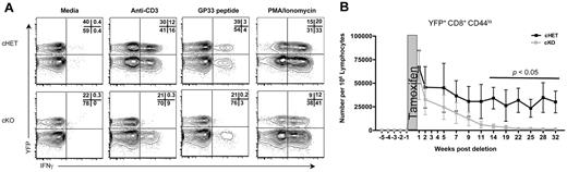 Figure 2. SLP-76 is necessary for TCR-mediated signaling in memory CD8+ T cells. (A) Two weeks after tamoxifen treatment, whole-spleen suspensions from cHET and cKO mice were stimulated in vitro. All plots are gated on CD8+CD44hi cells. Numbers in the top right quadrant show the relative percentage of cells in each gate. Data are representative of 2 experiments. (B) Lymphocytes from cHET and cKO mice were isolated from peripheral blood longitudinally and analyzed by multicolor flow cytometry. The number of naive (CD8+CD44loYFP+) T cells in the peripheral blood was calculated longitudinally as described in “Quantification of T lymphocytes from peripheral blood.” The shaded area represents the time of tamoxifen administration. Each time point shows a mean and standard deviation derived from a total of 6 cHET and 8 cKO mice in 2 separate experiments.